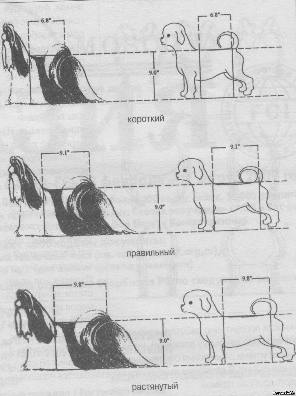 Короче как правильно. Стандарт собаки породы шитцу. Стандарт ФЦИ ши-тцу. Стандарт породы ши тцу схема. Строение ши тцу.
